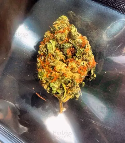 Original White Widow IBL Seeds