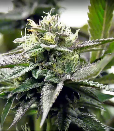 Remo Chemo feminized seeds