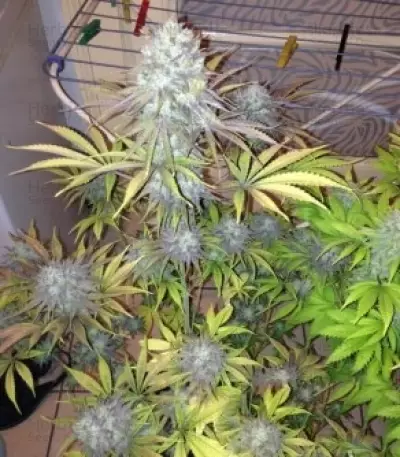 Royal Highness CBD feminized seeds