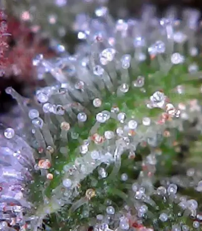 SexBud feminized seeds