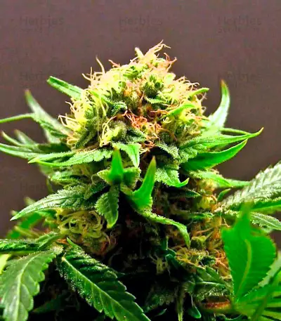 Shark Attack (Dinafem Seeds)