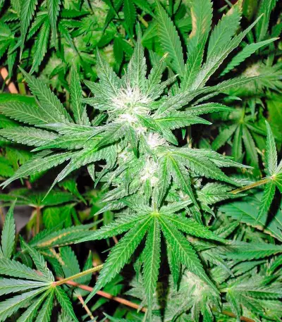White Rhino feminized seeds (Nirvana Seeds)