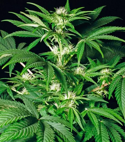 Semillas White Russian feminizadas (Serious Seeds)