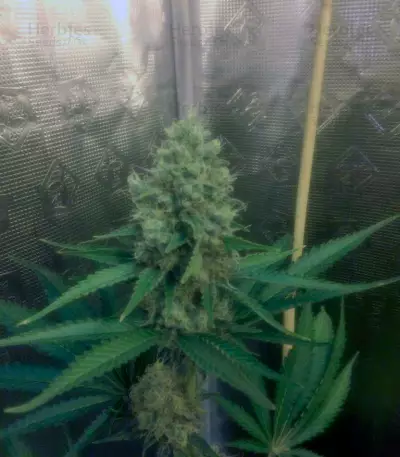 Cream Mandarine F1 Fast Version feminized seeds