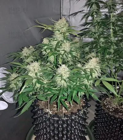 King’s Kush Auto Seeds