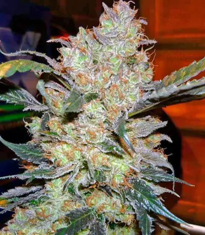 King’s Kush Seeds