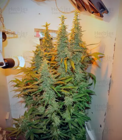 Ladyburn 1974 Seeds