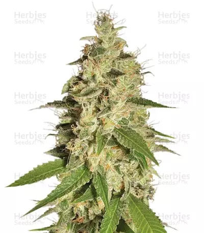 Graines de cannabis Raspberry Diesel (Humboldt Seeds)
