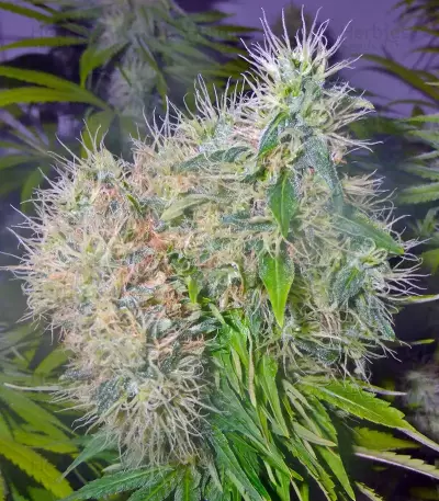 Cookies Kush feminized seeds
