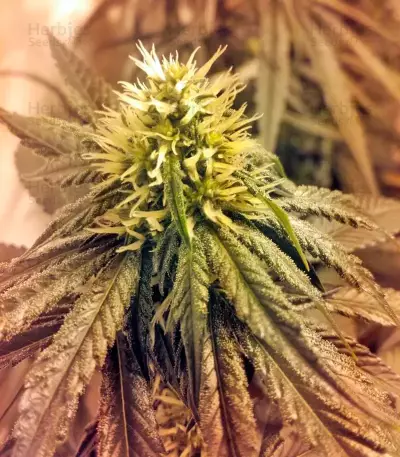Lithium OG Kush Seeds
