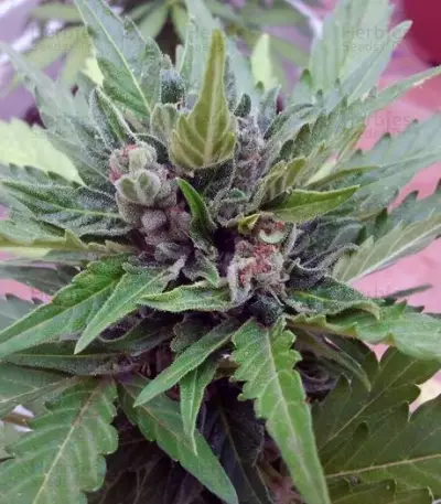 Semi femminizzati Sugar Gom Auto
