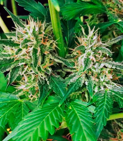 Sweet Skunk F1 Fast Version (Sweet Seeds)
