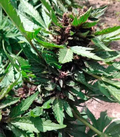 Auto Dark Purple Auto Seeds