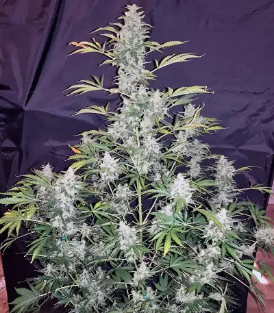 Auto Anesthesia strain