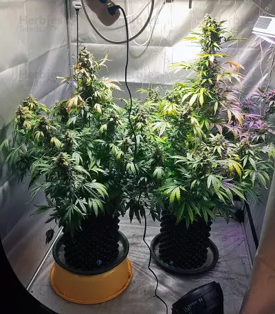 Auto White Widow Seeds (Pyramid Seeds)