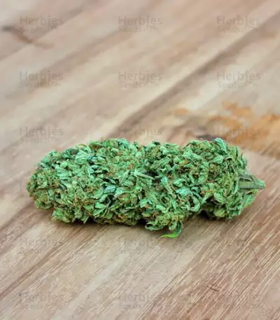 Berries & Cheese Seeds