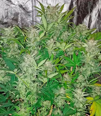 Blue Dream Auto (Humboldt Seeds Organization)