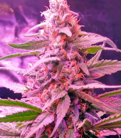 Blue Mystic strain