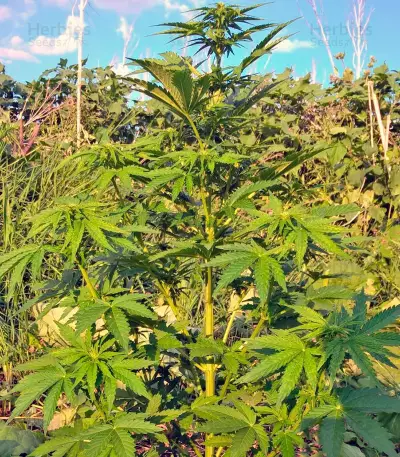 Semi femminizzati CBD Auto White Widow