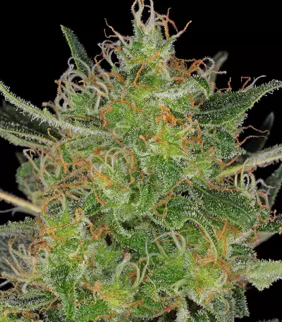 CBD-Chronic feminized seeds