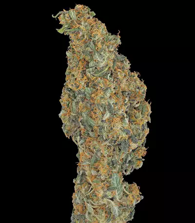 CBD-Chronic feminized seeds