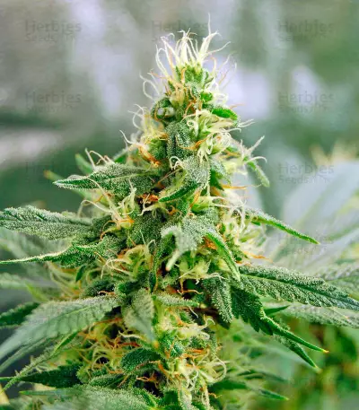 Dinamex (Dinafem Seeds)