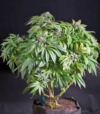 Ewe-2 feminized seeds