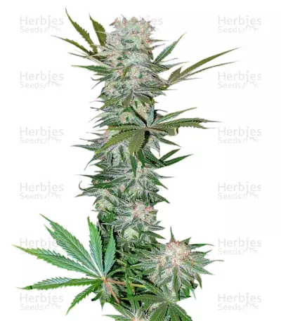 G13 Haze Regular (Barney's Farm) Cannabis-Samen