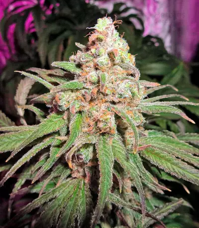 Kaya Gold Seeds