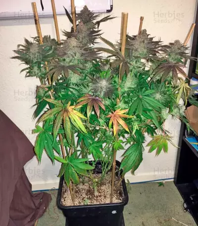 Kush`N`Cheese Seeds