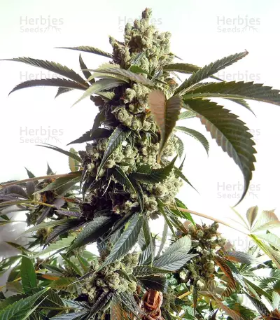 Laughing Buddha feminized seeds