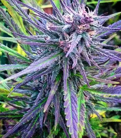 Northern Light X Big Bud (World of Seeds) Cannabis-Samen