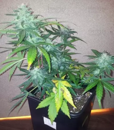 Royal AK Automatic (RQS)