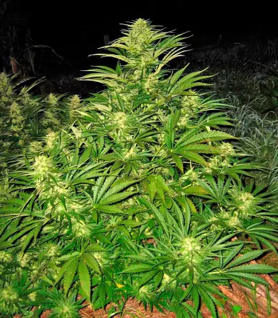 Shark Shock CBD Seeds