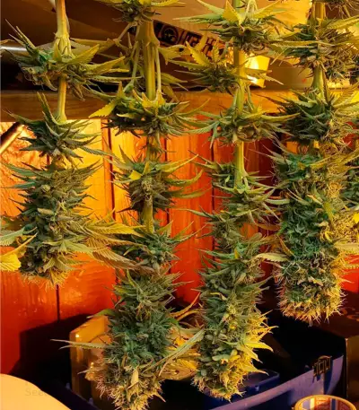 Silver Haze Seeds (Vision Seeds)