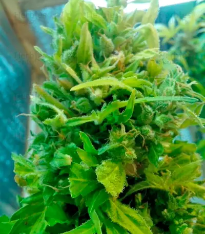 Semi femminizzati Speedy Boom Auto