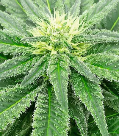 Super Skunk feminized seeds (Vision Seeds)