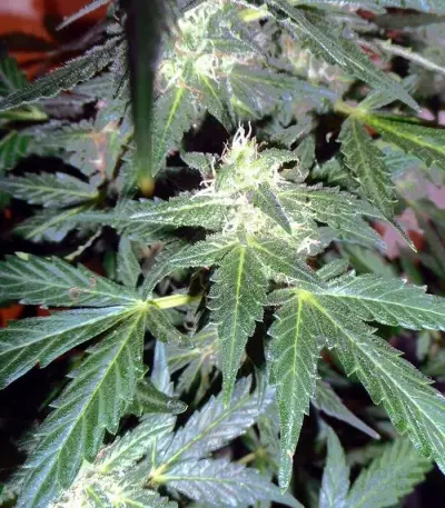 Sweet Mango Auto (GHS)