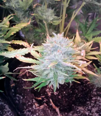 Big Devil Auto (Sweet Seeds)