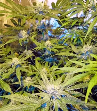 Cream Mandarine Auto Seeds