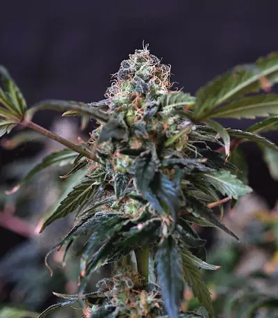 Outlaw feminized seeds