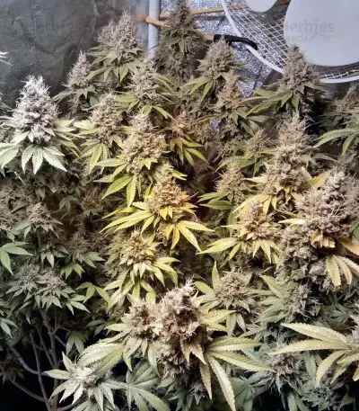 LSD Seeds