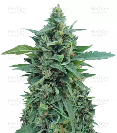 OG Kush Auto feminized seeds (Dr. Krippling Seeds)