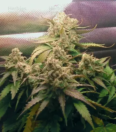 Semillas feminizadas Pineapple Express Auto