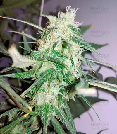 Graines de cannabis Sweet Cheese Auto (Sweet Seeds)