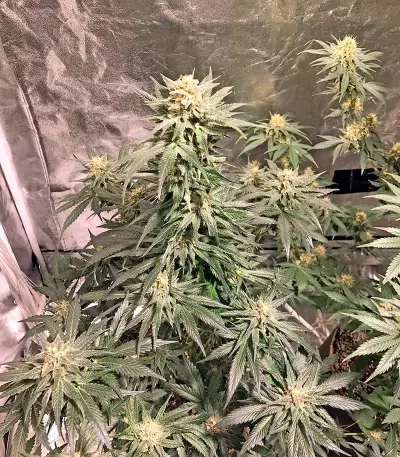AK-48 Seeds