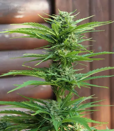 AK-49 Auto feminized seeds