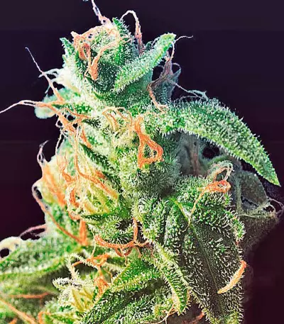 Diesel Glue (BCN Diesel) (Kannabia Seeds)