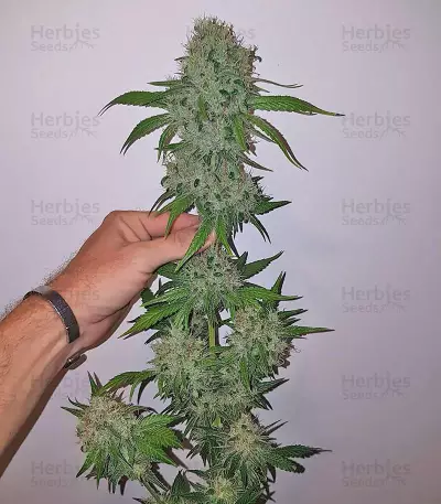 Big Bud (Vision Seeds)