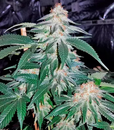 Bubba Kush feminized seeds (Dinafem Seeds)